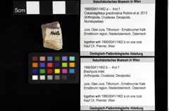 Foto (Objket + Etiketten) von Goniodromites sp. 